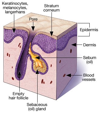 Can We Actually Remove Pores? Here’s the Truth.
